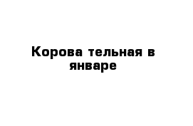 Корова тельная в январе